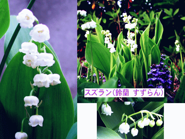 スズラン(鈴蘭 すずらん)　白く小さな花たちが下向きに咲く