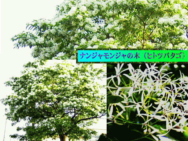 ナンジャモンジャ（ヒトツバタゴ）　白い花 　モクセイ（木犀）科