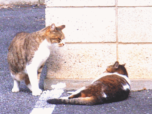 ネコ（猫)【二】匹コミュニケーション。喧嘩…　-2