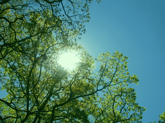 初夏の空　◇木洩れ日